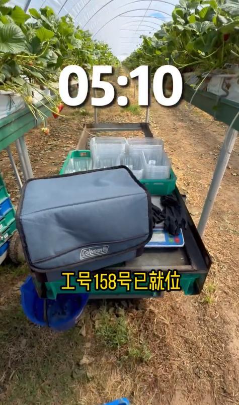 熊猫体育四川女孩在澳洲打工早上4点摘草莓每天工作3小时时薪131元(图2)