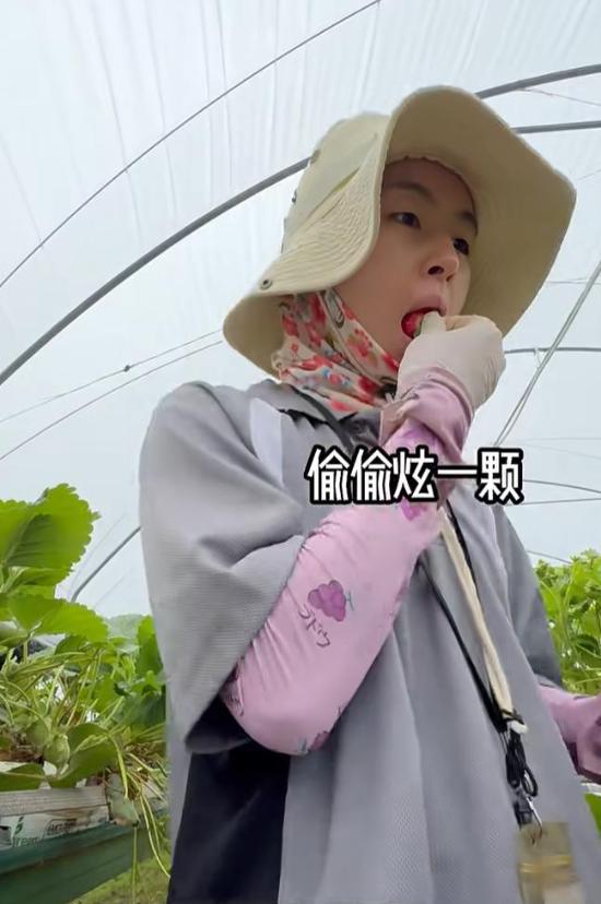 熊猫体育四川女孩在澳洲打工早上4点摘草莓每天工作3小时时薪131元(图3)